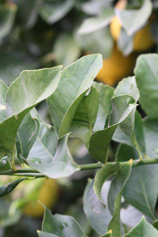               Sun leaves (Doctor Strong, Riverside,   CA)   